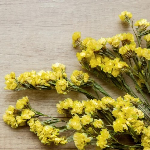 Zatrwian wrębny żółty nasiona 0,3g