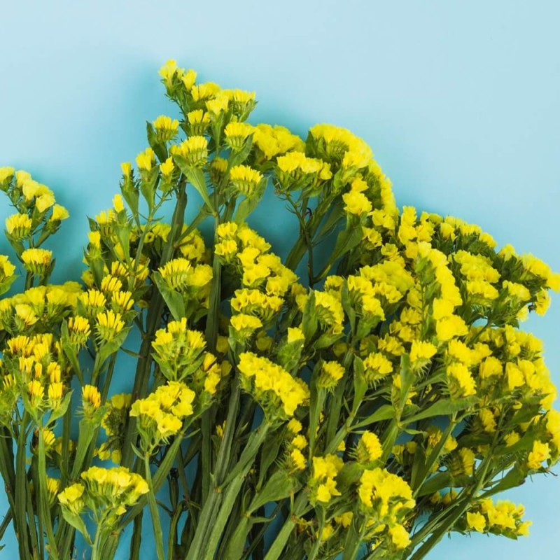 Zatrwian wrębny, żółty (Limonium sinutum) nasiona 0,3g (4).jpg