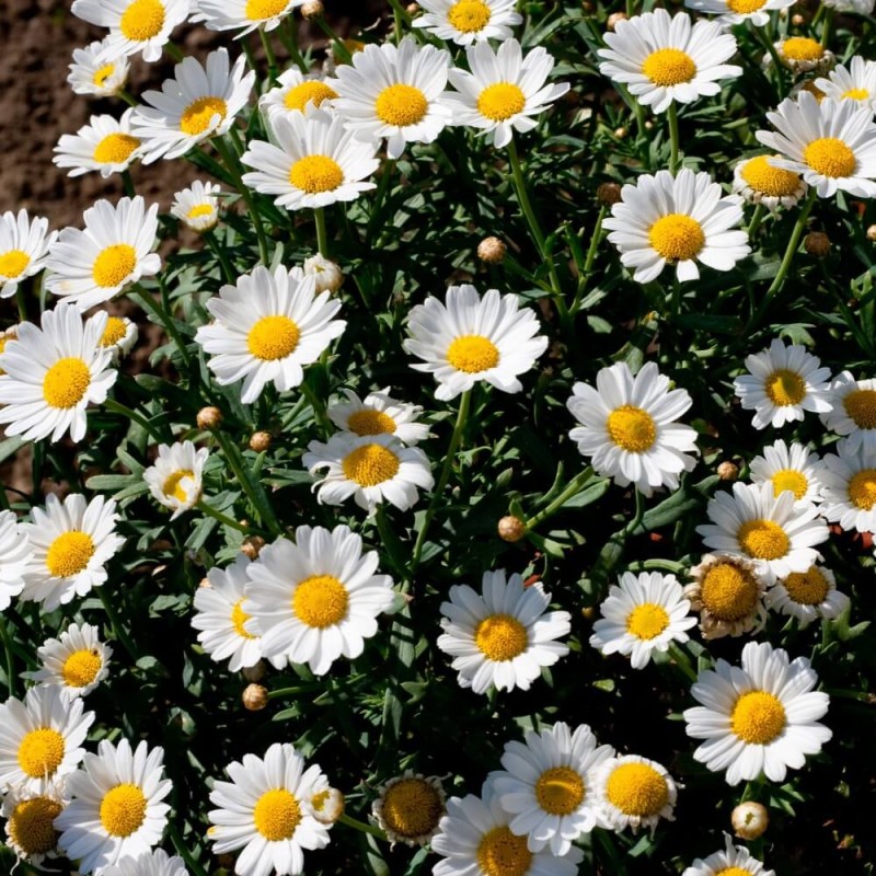 Złocień karłowy, biały (Chrysanthemum paludosum) nasiona 0,2g (1).jpg