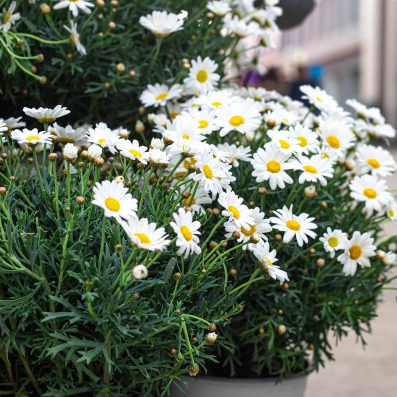 Złocień karłowy, biały (Chrysanthemum paludosum) nasiona 0,2g (2).jpg