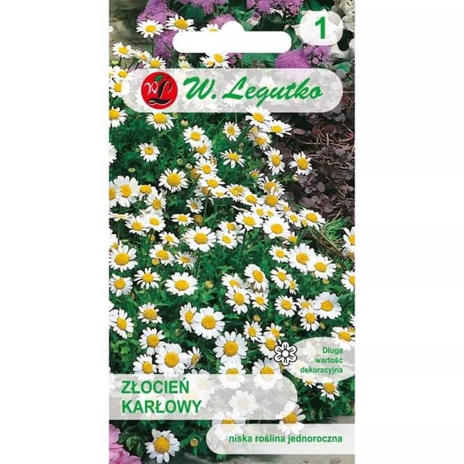 Złocień karłowy, biały (Chrysanthemum paludosum) nasiona 0,2g.jpg