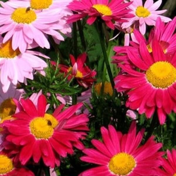 Złocień różowy, mieszanka (Chrysanthemum coccineum) nasiona 0,3g (2).jpg