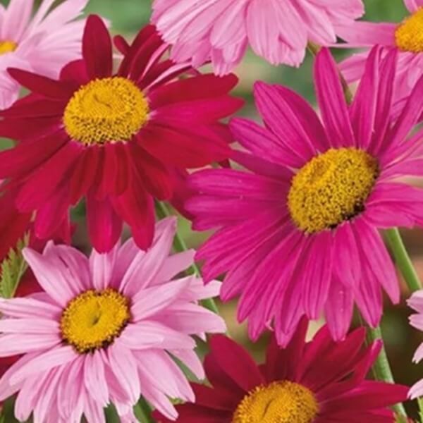 Złocień różowy, mieszanka (Chrysanthemum coccineum) nasiona 0,3g (3).jpg