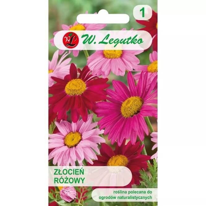 Złocień różowy, mieszanka (Chrysanthemum coccineum) nasiona 0,3g (1).jpg