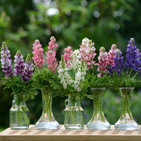 Łubin letni, mieszanka (Lupinus hartwegii) nasiona 3g (2).jpg