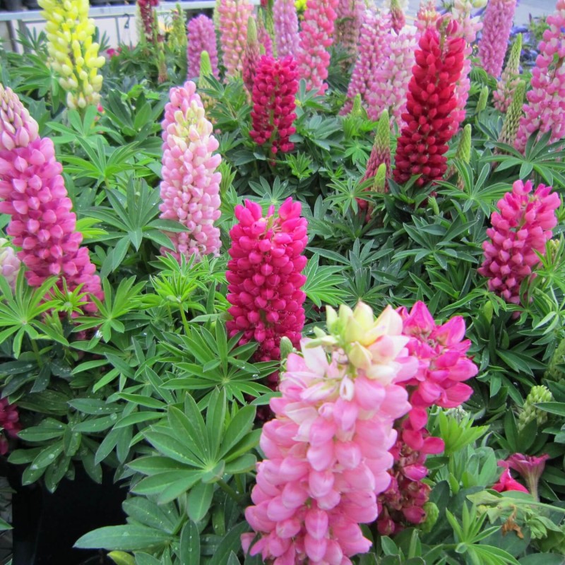 Łubin letni, mieszanka (Lupinus hartwegii) nasiona 3g (3).jpg