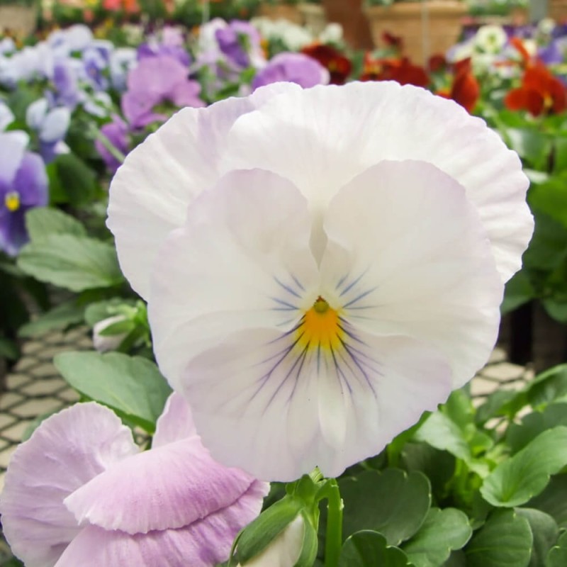 Bratek Szwajcarski Wielkokwiatowy 'Firnenschnee Mont Blanc' (Viola x Wittrockiana) nasiona 0,5g.jpg