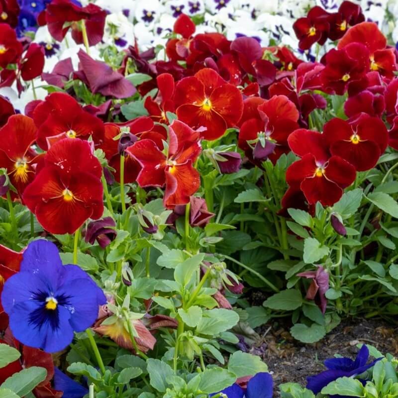 Bratek Szwajcarski Wielkokwiatowy 'Red' (Viola x Wittrockiana) nasiona 0,3g (2).jpg