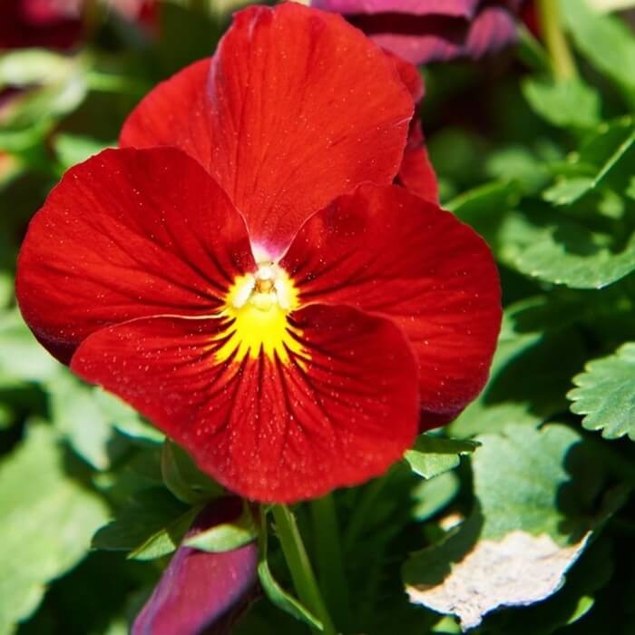 Bratek Szwajcarski Wielkokwiatowy 'Red' (Viola x Wittrockiana) nasiona 0,3g (1).jpg