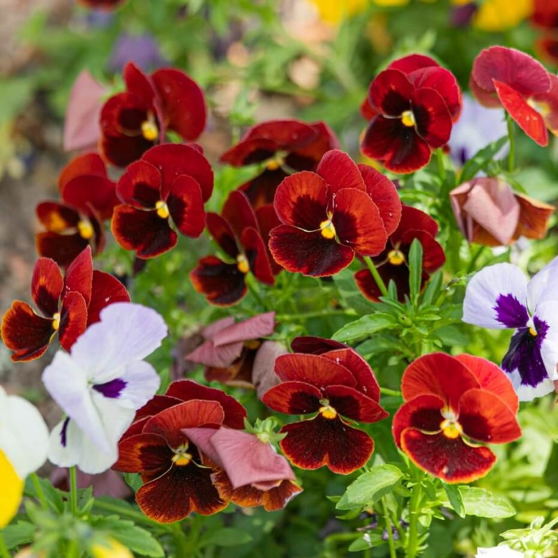 Bratek Szwajcarski Wielkokwiatowy - Abendglut, Alpen Glow nasiona 0,5g (2).jpg