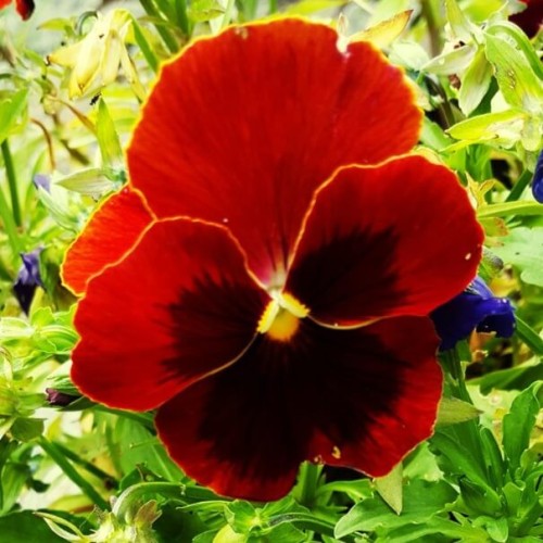 Bratek Szwajcarski wielkokwiatowy - Abendglut Alpen Glow nasiona 0,5g