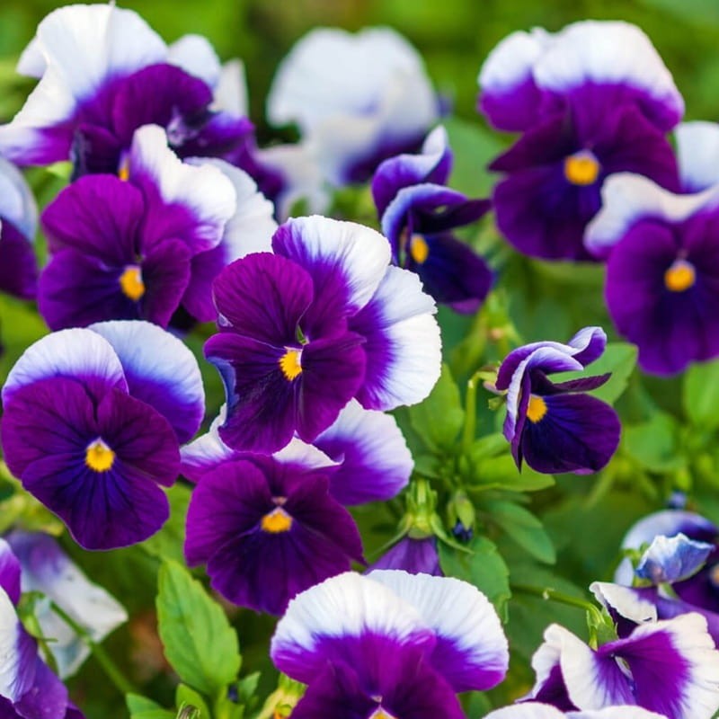 Bratek Szwajcarski Wielkokwiatowy - Lord Beaconsfield nasiona 0,5g.jpg