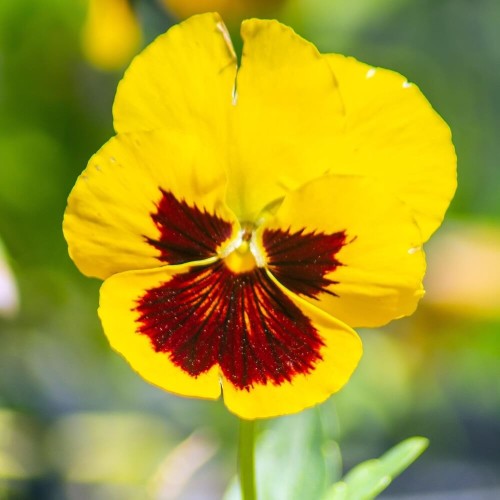 Bratek Szwajcarski wielkokwiatowy Żółty z ciemnym oczkiem nasiona 0,2g