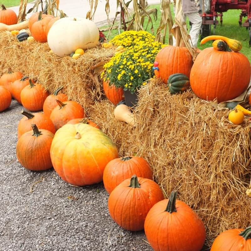 BIO Dynia zwyczajna Jack O'Lantern (Cucurbita pepo) nasiona ekologiczne 3g (2).jpg