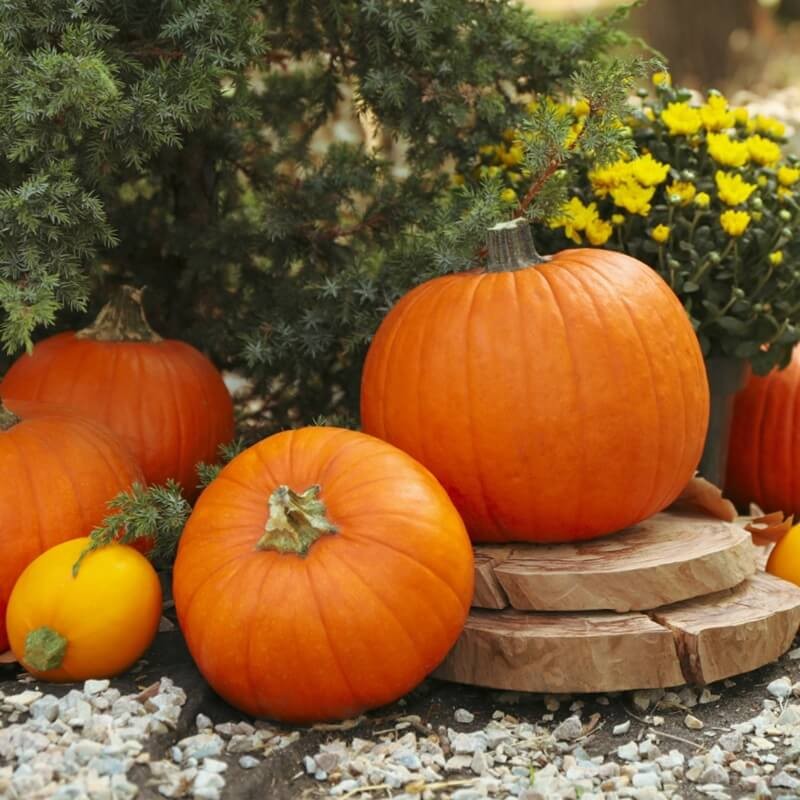 BIO Dynia zwyczajna Jack O'Lantern (Cucurbita pepo) nasiona ekologiczne 3g (3).jpg