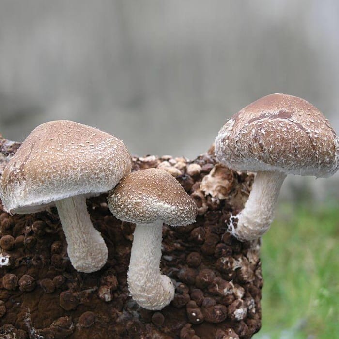 Shitake twardziak jadalny grzybnia kostka 3kg.jpg