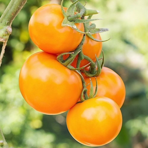 Pomidor ZŁOTY OŻAROWSKI nasiona 0,5g