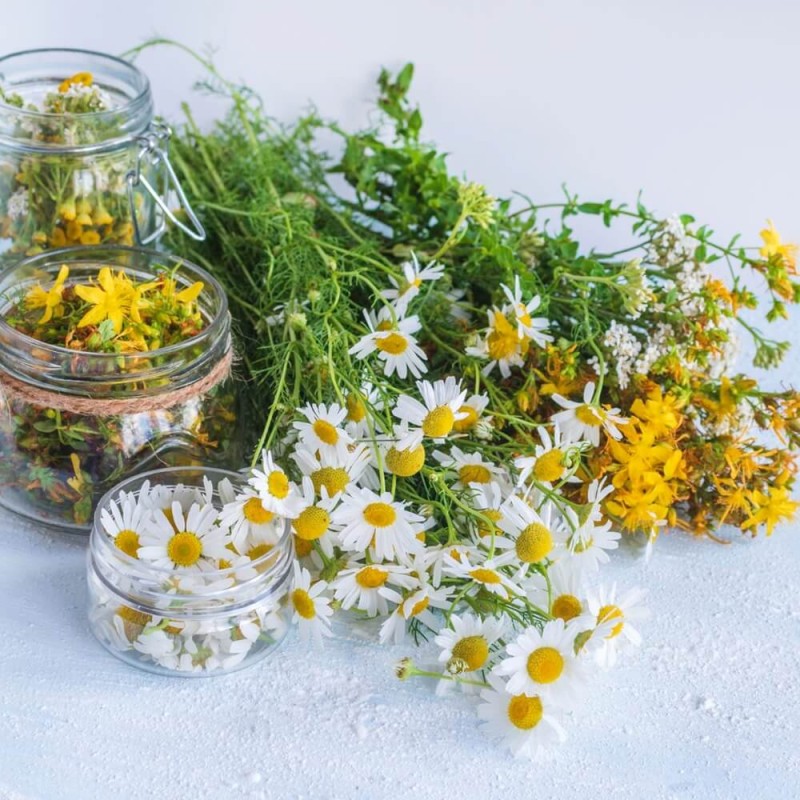 Zioła o właściwościach leczniczych - zestaw 5 odmian ziół nasiona Z5 (1).jpg