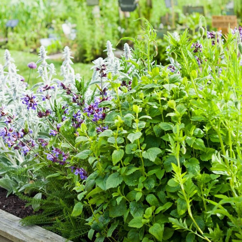 Zioła o właściwościach leczniczych - zestaw 5 odmian ziół nasiona Z5 (3).jpg