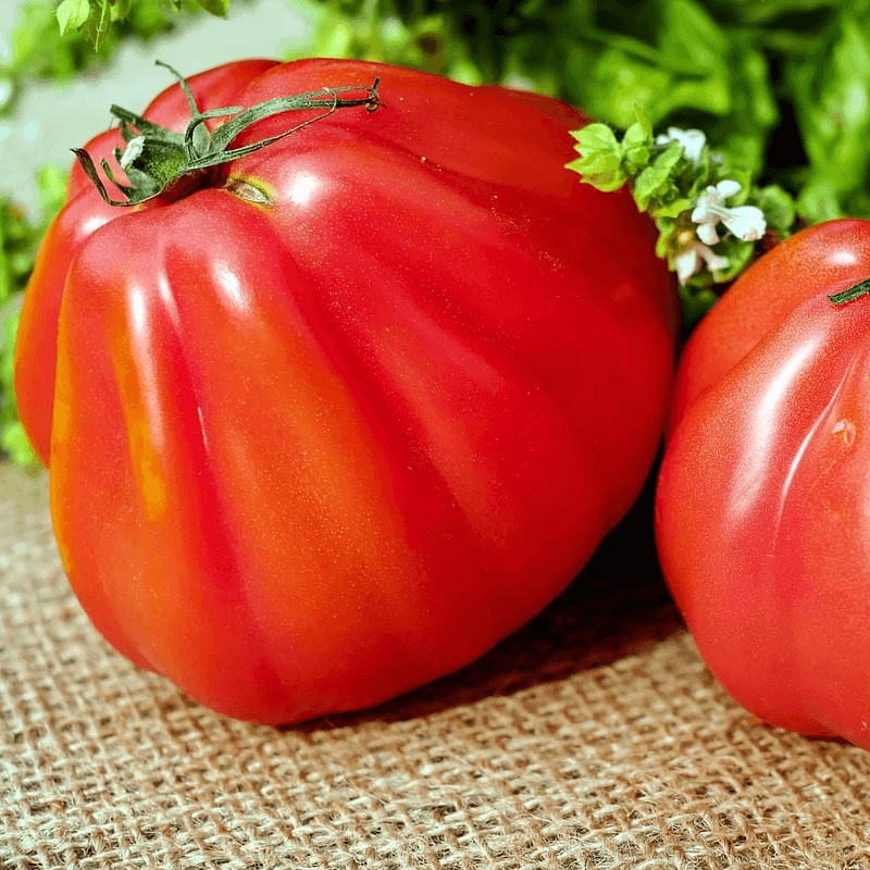 Pomidor Red Pear  nasiona (1).png