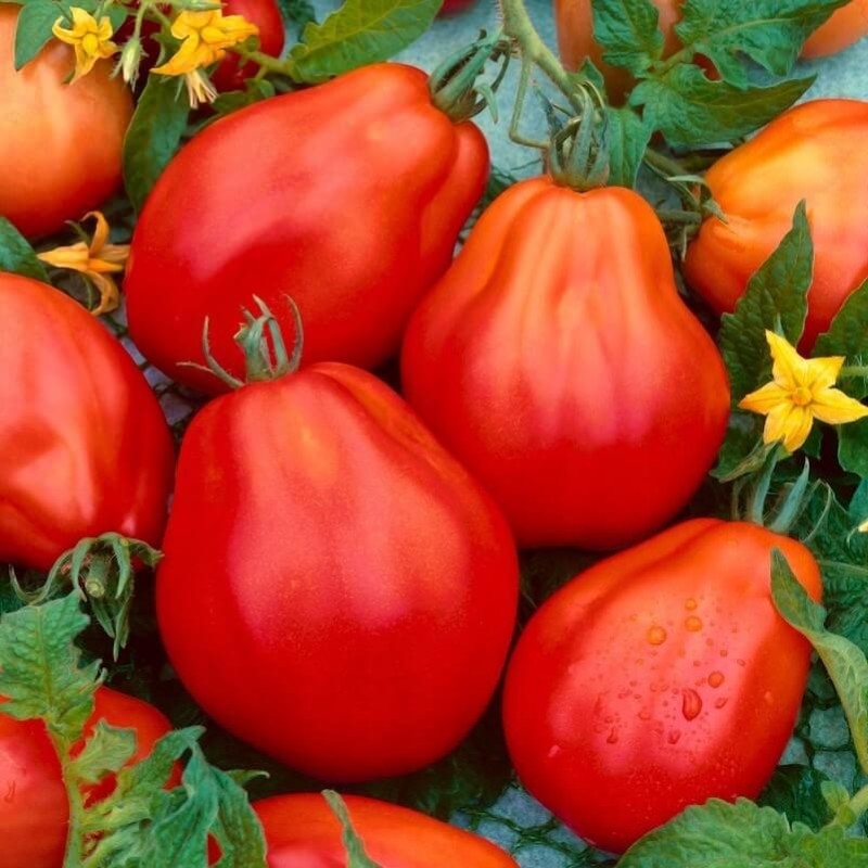 Pomidor Red Pear  nasiona.jpg