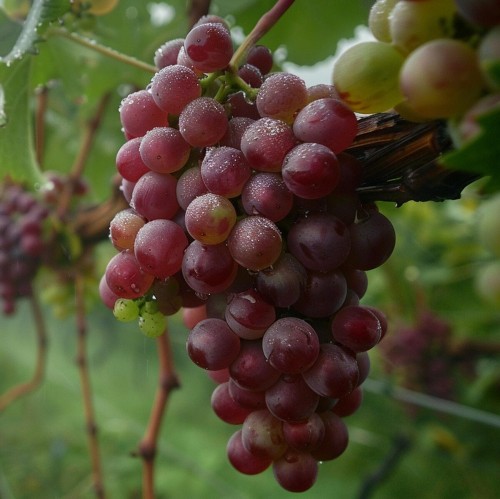 Winorośl V 68021 odmiana deserowa sadzonka C2