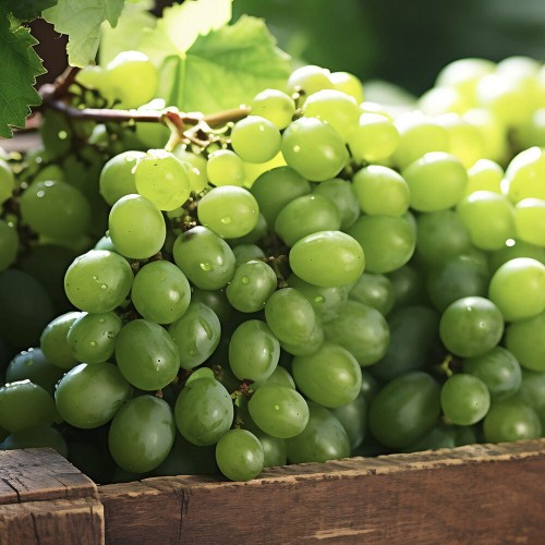 Winorośl BIANCA odmiana deserowa-przerobowa sadzonka C2