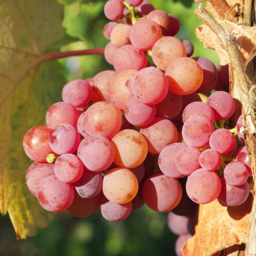 Winorośl EINSET odmiana bezpestkowa sadzonka C2