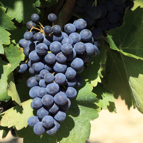 Winorośl MUSCAT BLUE odmiana deserowa sadzonka C2