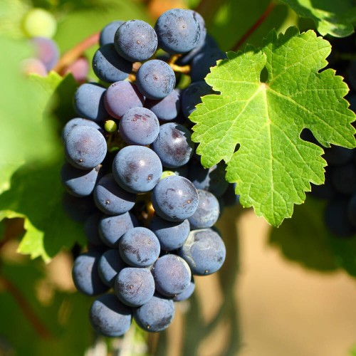 Winorośl NEW YORK MUSCAT odmiana deserowa-przerobowa sadzonka C2