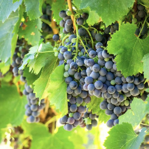 Winorośl LEON MILLOT deserowo-przerobowa 3--letnia sadzonka C2