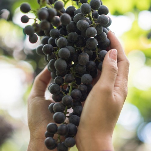 Winorośl FRANKENTHALER deserowo-przerobowa sadzonka C2