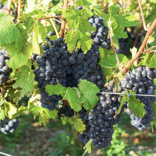 Winorośl MARECHAL FOCH przerobowa 3-letnia sadzonka C2