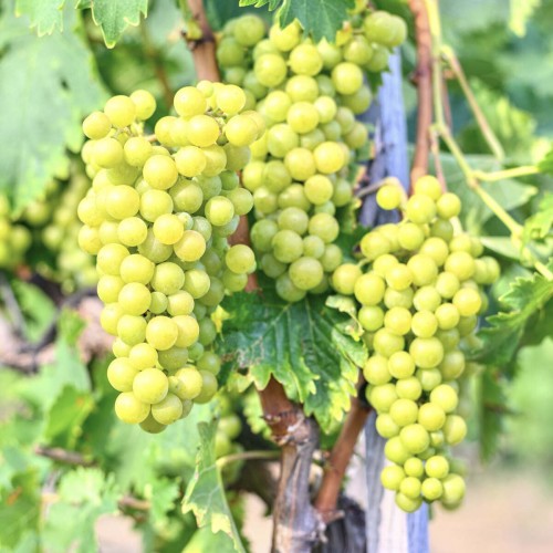 Winorośl VROEGE VAN DER LAAN deserowo-przerobowa sadzonka C2