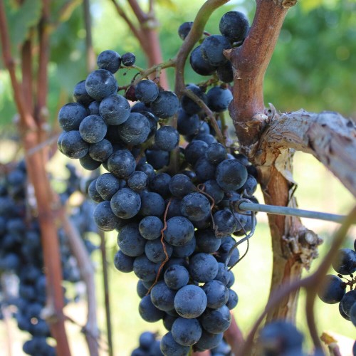 Winorośl BOSKOOP GLORY odmiana przerobowa sadzonka