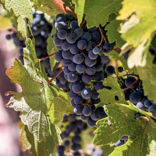 Winorośl AGAT DOŃSKI odmiana deserowa sadzonka C2