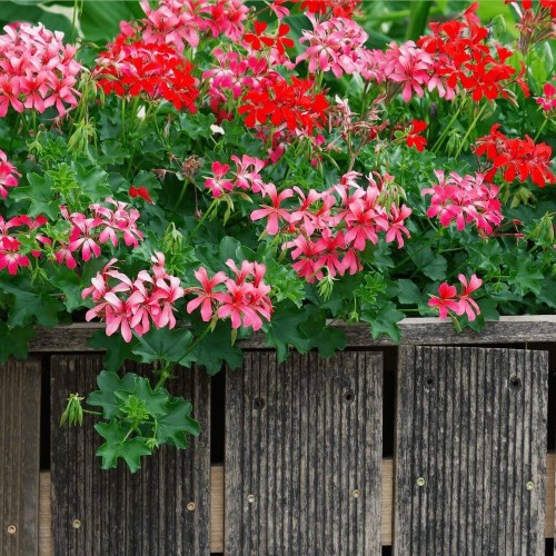 Pelargonia bluszczolistna Speedy F2 mieszanka 5 nasion