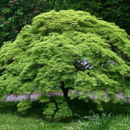 Klon Palmowy DISSECTUM Szczepiony sadzonka C1