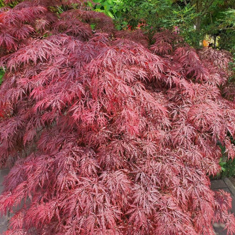 Klon-Palmowy-GARNET-Szczepiony-Acer-palmatum-Sadzonka-C2-1.jpg