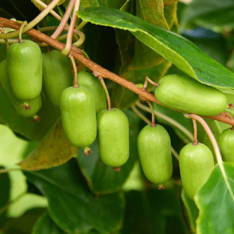 Mini-Kiwi-KOKUWA-Aktinidia-Ostrolistna-Sadzonka-C2.jpg