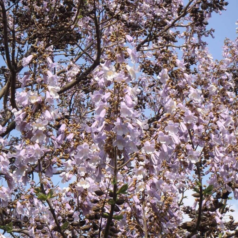 Paulownia-Puszysta---Cesarskie-Drzewko-Szczescia-Paulownia-tomentosa-Sadzonka-XXL-C9-100-120-cm-3.jpg