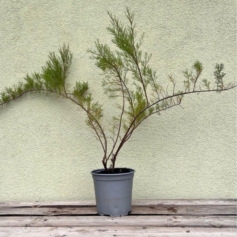 Tamaryszek-Drobnokwiatowy-Tamarix-parviflora-Sadzonka-C1C2--1.jpg