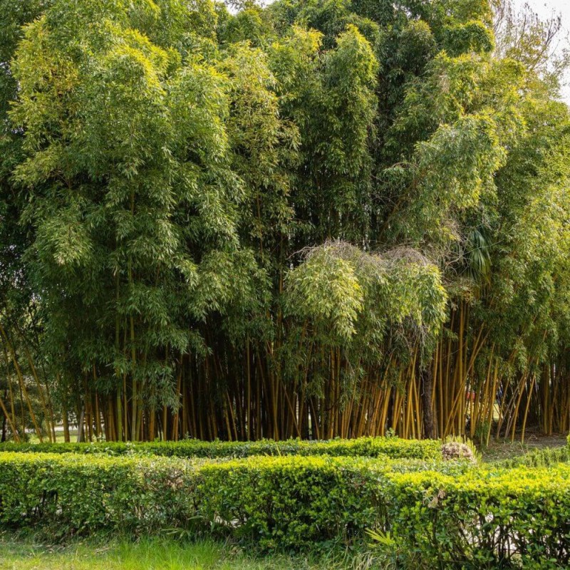 Zolty-Bambus-Drzewiasty-AUREOCAULIS-Mrozoodporny-Phyllostachys-aureosulcata-Sadzonka-C2,5-1.jpg