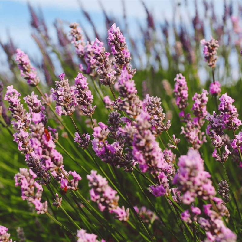 Lawenda różowa (Lavandula angustifolia) Sadzonka C1,5 (1).png