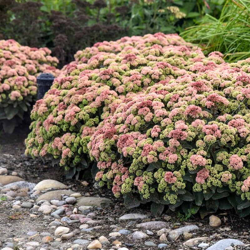 Rozchodnik-Rock-‘N-Grow-Coraljade-Sedum-Sadzonka-C1-3.jpg