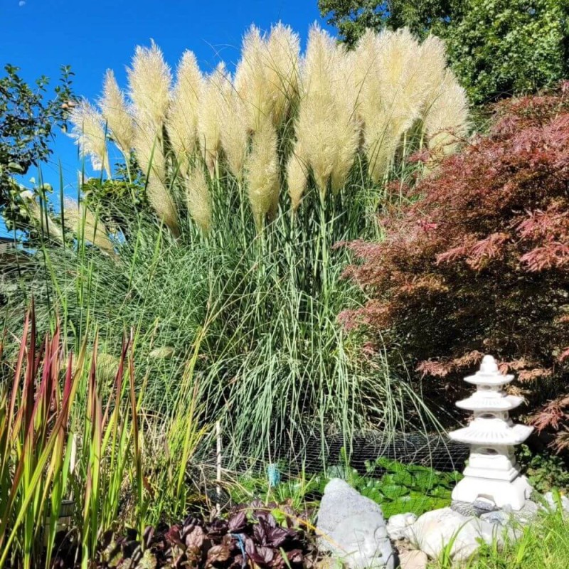 Trawa-Pampasowa-Tiny-Pampa-Karlowa-Cortaderia-selloana-Sadzonka-C2-3.jpg