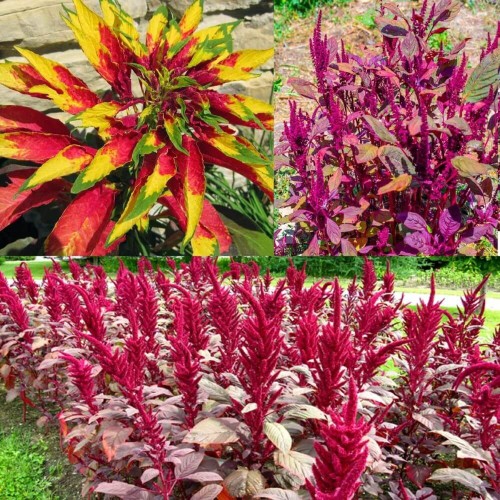 Szarłat mieszanka gatunków 0,5g nasiona LUX