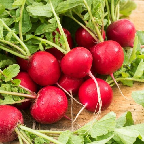 Rzodkiewka CARMEN nasiona L 10g