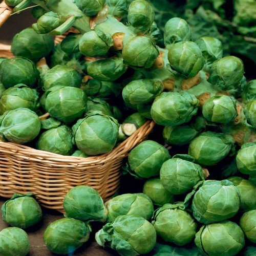 Kapusta brukselka GRONINGER nasiona XL 50g