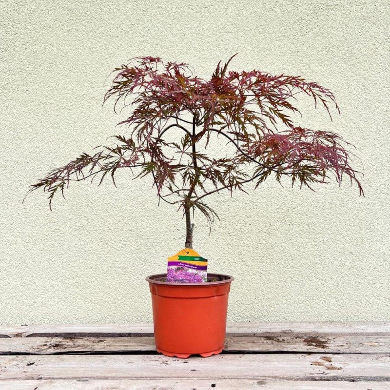 Klon-Palmowy-GARNET-Szczepiony-Acer-palmatum-Sadzonka-C2-3.jpg